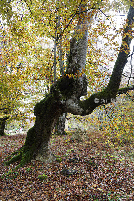 Irati forest，潘普洛纳，纳瓦拉，西班牙。